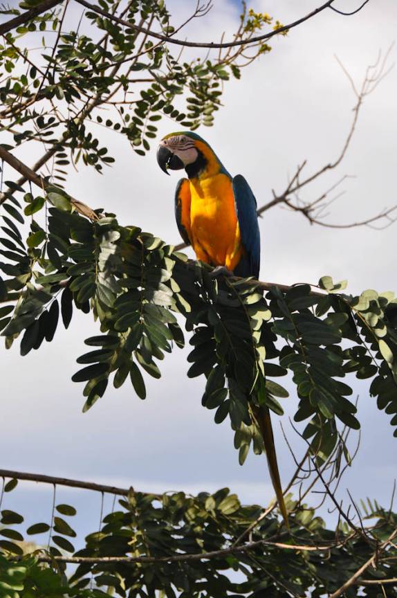Arara no Centro de Pesquisas de Animais, em Balbina - AM